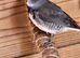 Juvenile Diamond Firetail Finch