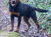 Rottweiler for sale