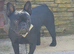 8 year old French bulldog