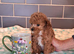 TINY HALF ASIAN TOY POODLES