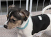 1 STUNNING BOY LEFT Gorgeous Litter Of Traditional Jack Russell Puppies 4 Boys 1 Girl