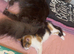 Beautiful Calico Cat Callie