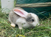 X3 Male Baby Lops left
