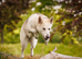 Northern Inuit puppies