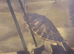 Yellow bellied slider
