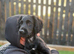 Cocker Spaniel Puppy