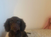 Beautiful Merle Dachshund Puppies Available! ️