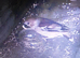 Hawfinches=2 Pair For Sale