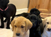 KC registered Labrador pups