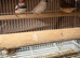 Couple/ zibra finches