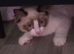 Ragdoll boy