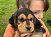 Super cocker pups, health tested parents