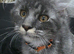 Last remaining...Stunning Maine Coon Kittens &ndash; Ready Now &ndash; &pound;1000
