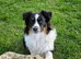 DNA Tested KC Australian Shepherd ️ COI: 1.4% | NATURALLY SHORT TAIL Looking for a handsome Australian Shepherd stud with an exceptional temperament?