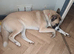 X4 American akita puppies