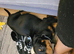 Stunning Rottweiler puppy