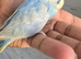 Hamdreared baby budgie