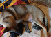 Adorable German Shepherd Puppies
