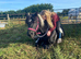 Rosie pony