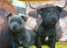 Beautiful pure breed puppies