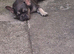 6 month old French bulldog
