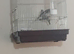 2026 goldfinches for sale