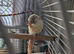 Bonded Pair of Conures