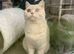 Gccf cream British shorthair boy