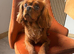 Stunning 2 year old KC Cavalier for forever home