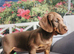 Miniature dachshund