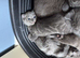 5 Russian blue kittens