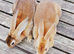 2 LOVELY YOUNG REX BUCKS AVAILABLE NOW...