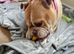 Female english bulldog