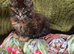 Maine Coon kittens CF81