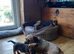 Border x Jack Russell Terrier