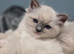 Pedigree Ragdoll kittens