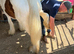 Lovely big yearling gelding