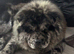 8 Months old old smooth coat MALE