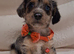 ♡♡♡8 Beautiful Merle Jack Russel Puppies Ready Soon!♡♡♡