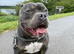 Blue tri pocket bully for STUD!
