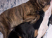 English bull terrier X Doberman