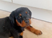 Rottweiler puppy