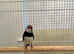 Diamond Fire Tail Finches x4