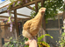 Mix of Orpington, Brahma and some bantams