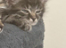 Ragdoll cross kitten