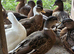 Male Call Ducks