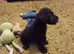 Black Patterjack pups