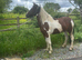 Lovely 2year old filly for sale