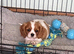 K C Reg Cavalier King Charles