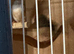 Two female finches no cage